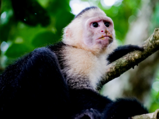 Rondreis hoogtepunten Costa Rica - White face monkey