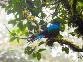 Rondreis hoogtepunten Costa Rica - Quetzal