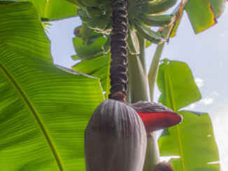 Mexico - Bananenboom