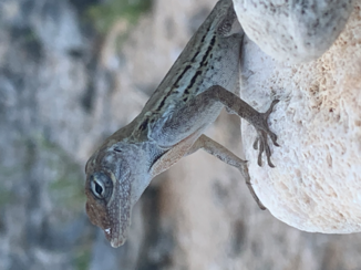 Curaçao - 🦎 hagedis