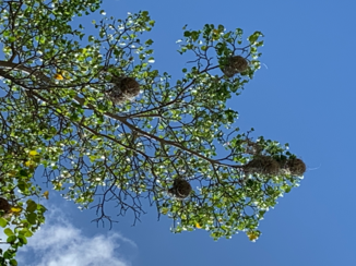 Curaçao - Nesten wevervogeltjes