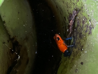 Rondreis hoogtepunten Costa Rica - Kikker in jeans