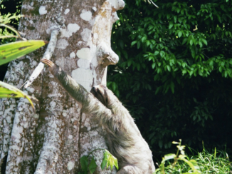 Costa Rica in drie weken - na het poepen weer omhaag