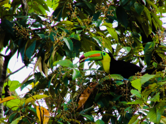 Costa Rica - Bes etende zwavelborsttoekan