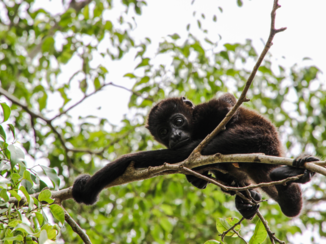 Costa Rica - Mantelbrulaapje wacht op zijn moeder nabij Estrada