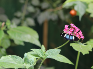 Costa Rica in drie weken