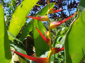 Roatán - Tropical flower