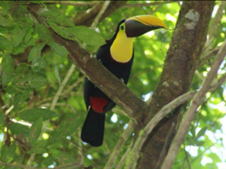 Corcovado National Park - Corcovado Nacional Parque